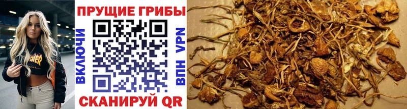 как найти наркотики Терек Псилоцибиновые грибы GOLDEN TEACHER